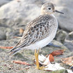 Buff-breasted Sandpiper